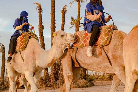 Camel ride Marrakech with panoramic view of palm trees